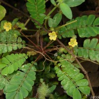 Biophytum reinwardtii (Zucc.) Klotzsch